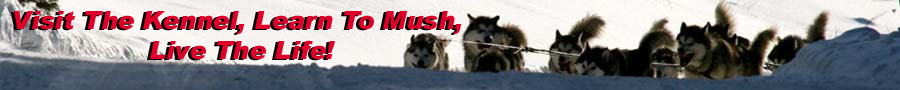 Quinault Alaskan Malamutes - Run For The Red Lantern