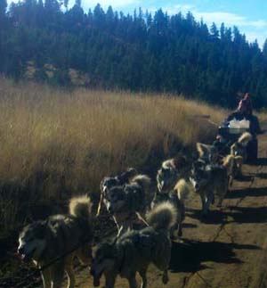 Quinault Alaskan Malamutes Dry Land Sledding