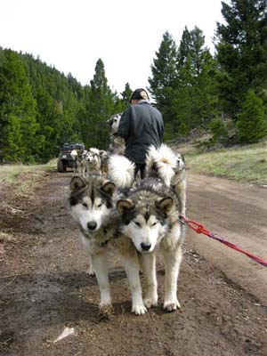 Quinault Alaskan Malamutes Learn To Mush