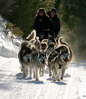 Quinault Alaskan Malamutes MushOn