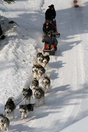 Quinault Alaskan Malamutes Sledding