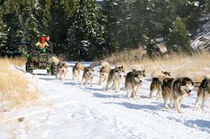 Quinault Alaskan Malamutes Sledding