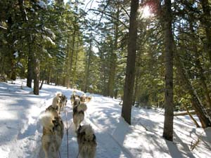 Quinault Alaskan Malamutes Sledding