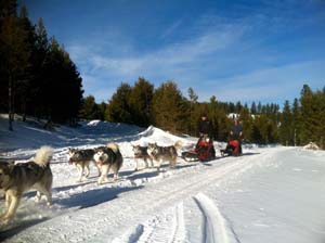 Quinault Alaskan Malamutes Sledding